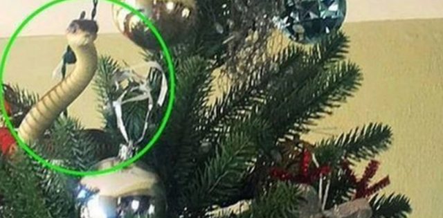 Familia decoraba árbol de Navidad y encuentran serpiente mortal